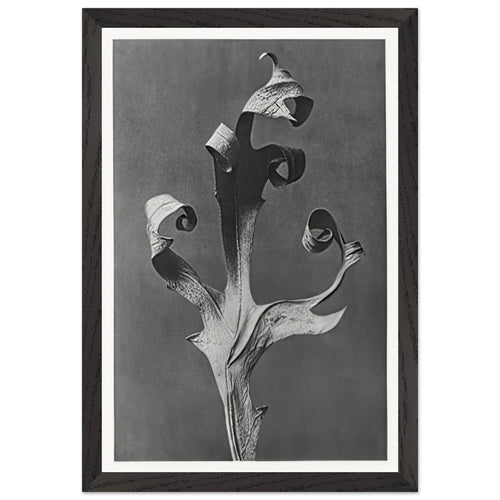 Art Forms in Nature 41 by Karl Blossfeldt, framed poster, view 2