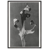 Art Forms in Nature 41 by Karl Blossfeldt, framed poster, view 3
