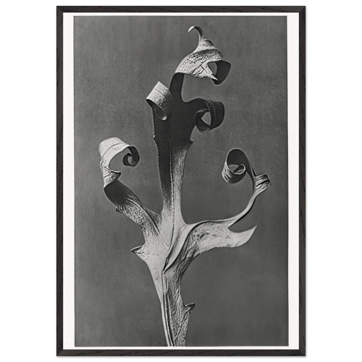 Art Forms in Nature 41 by Karl Blossfeldt, framed poster, view 3