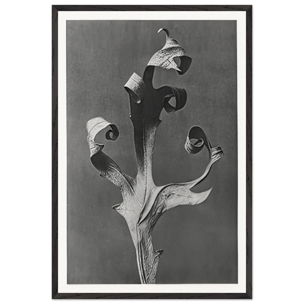 Art Forms in Nature 41 by Karl Blossfeldt, framed poster