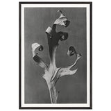 Art Forms in Nature 41 by Karl Blossfeldt, framed poster