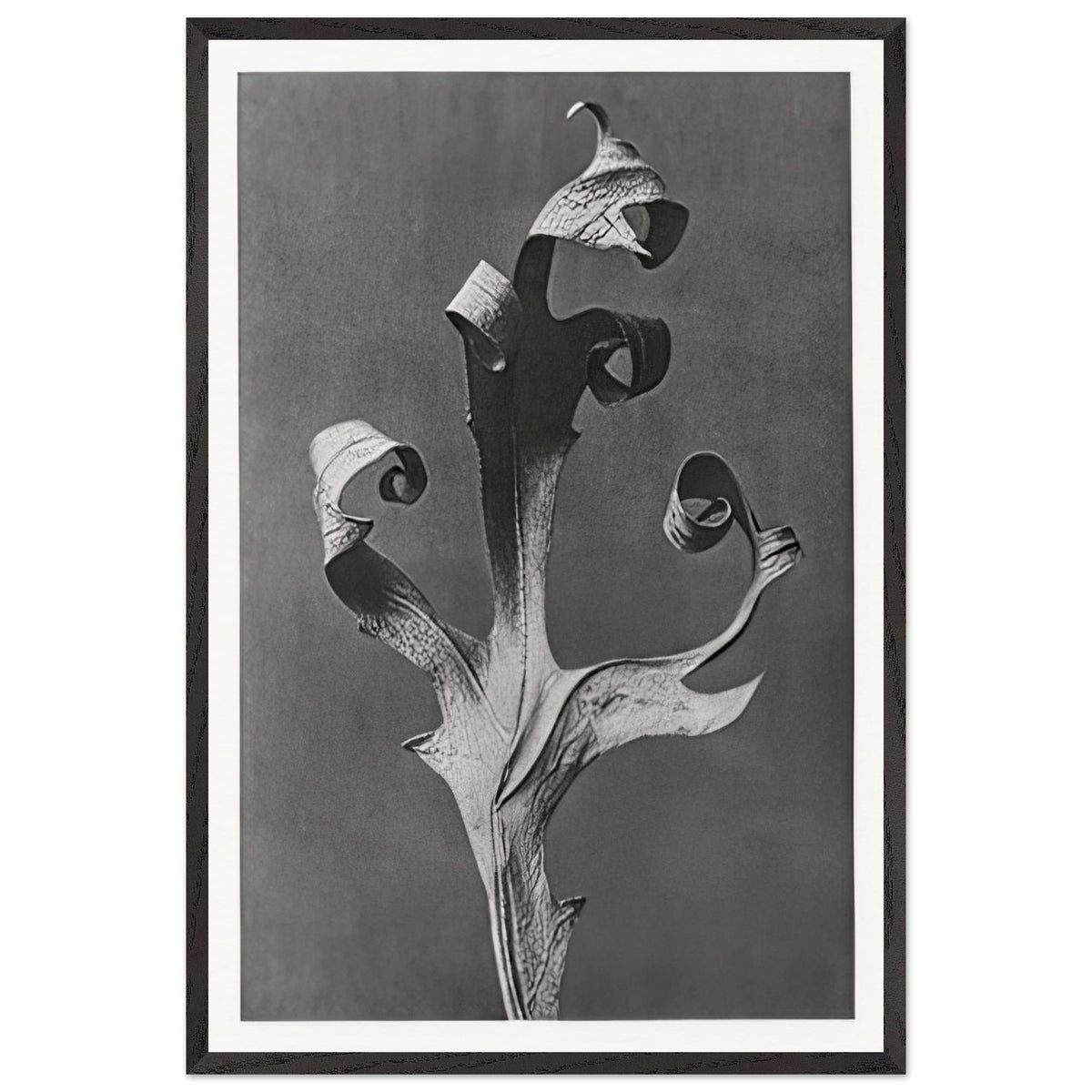Art Forms in Nature 41 by Karl Blossfeldt, framed poster