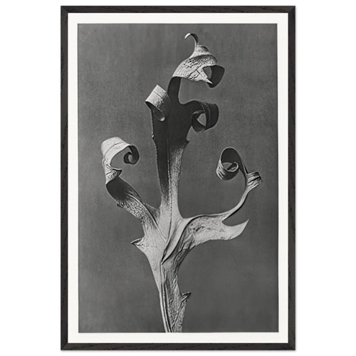 Art Forms in Nature 41 by Karl Blossfeldt, framed poster