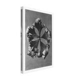 Art Forms in Nature 42 by Karl Blossfeldt, canvas, view 2