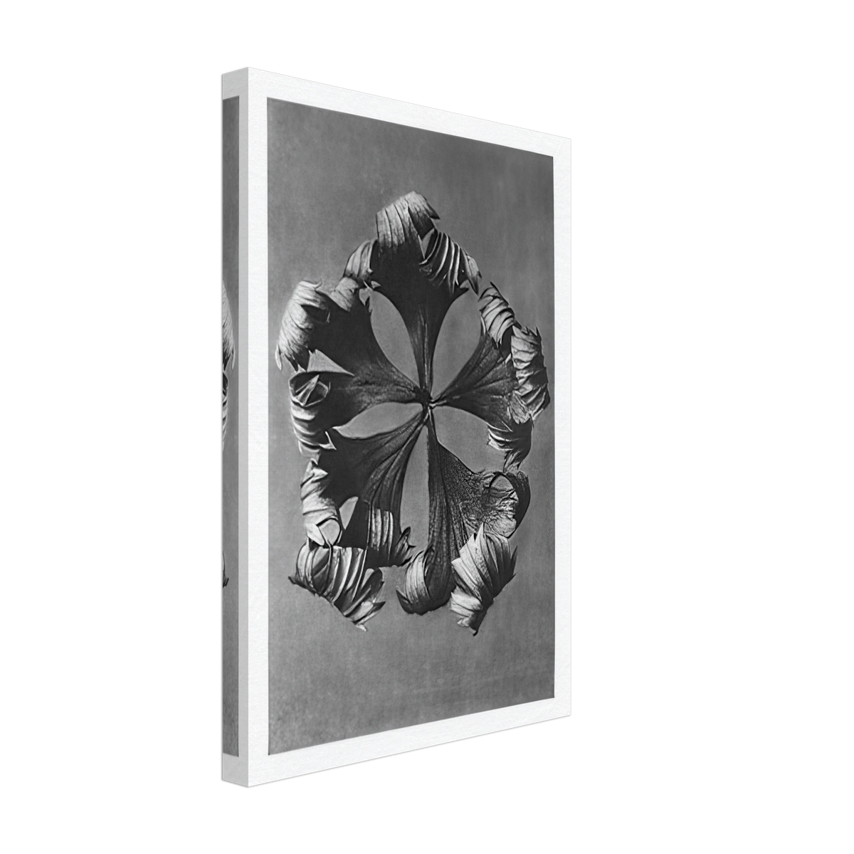Art Forms in Nature 42 by Karl Blossfeldt, canvas, view 2