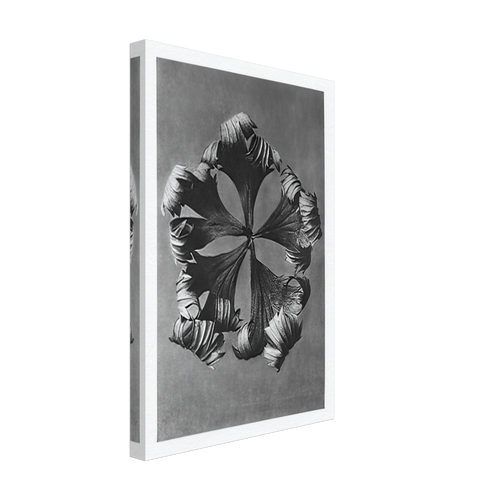 Art Forms in Nature 42 by Karl Blossfeldt, canvas, view 2