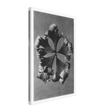 Art Forms in Nature 42 by Karl Blossfeldt, canvas