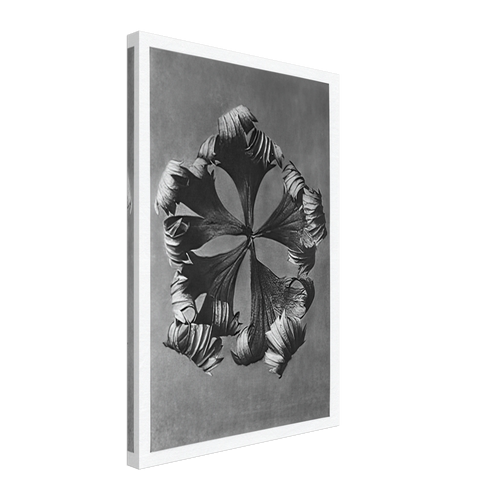 Art Forms in Nature 42 by Karl Blossfeldt, canvas