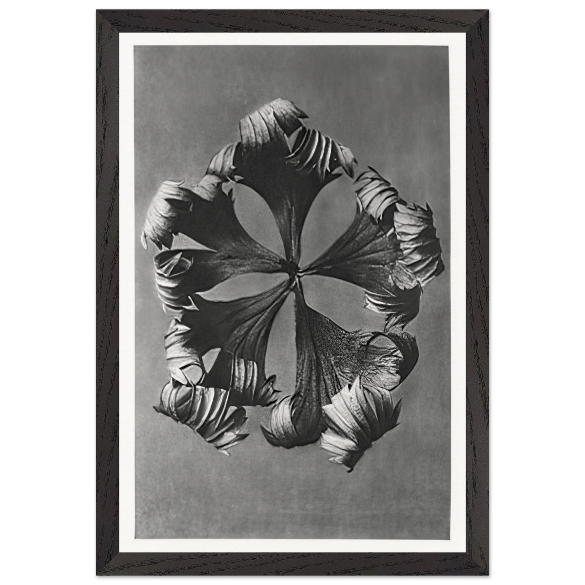 Art Forms in Nature 42 by Karl Blossfeldt, framed poster, view 2