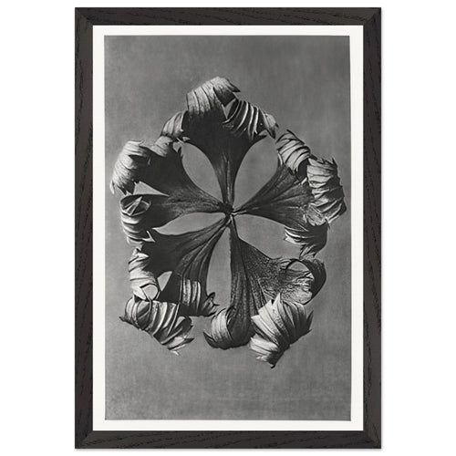 Art Forms in Nature 42 by Karl Blossfeldt, framed poster, view 2