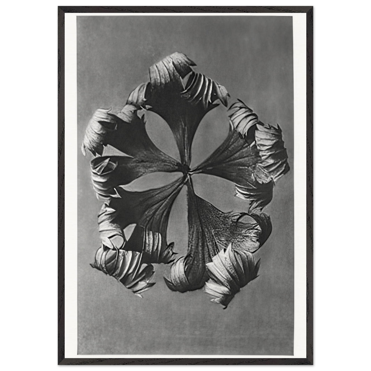Art Forms in Nature 42 by Karl Blossfeldt, framed poster, view 3