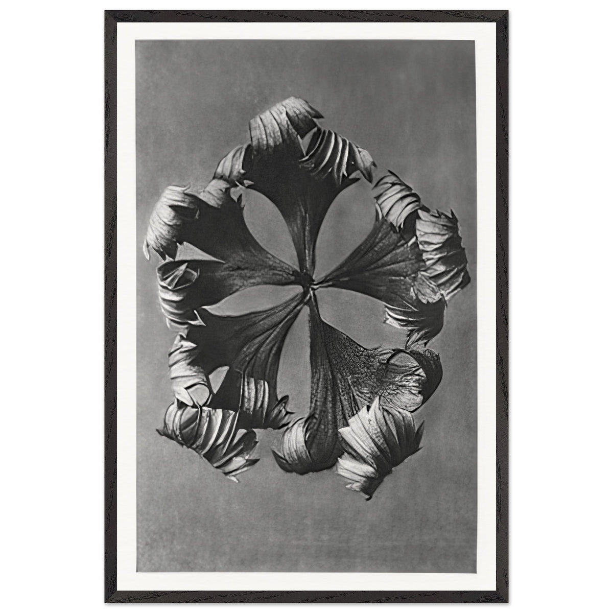 Art Forms in Nature 42 by Karl Blossfeldt, framed poster