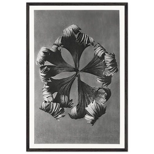 Art Forms in Nature 42 by Karl Blossfeldt, framed poster