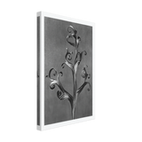 Art Forms in Nature 43 by Karl Blossfeldt, canvas, view 2