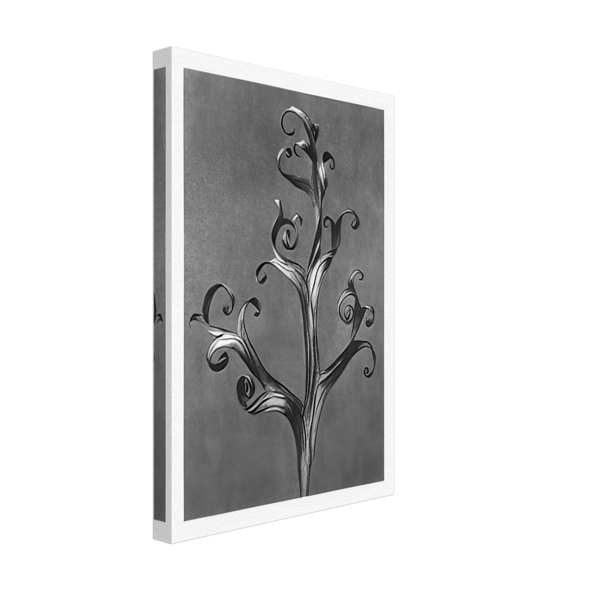 Art Forms in Nature 43 by Karl Blossfeldt, canvas, view 2
