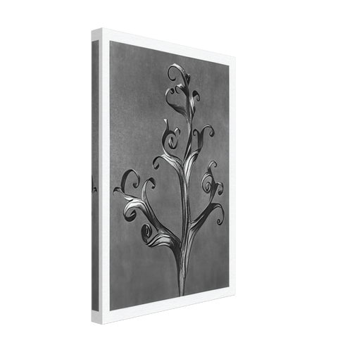 Art Forms in Nature 43 by Karl Blossfeldt, canvas, view 2