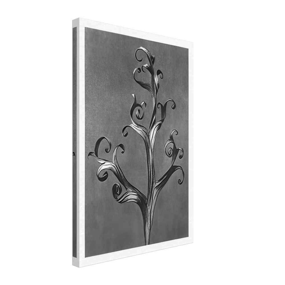 Art Forms in Nature 43 by Karl Blossfeldt, canvas
