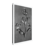 Art Forms in Nature 43 by Karl Blossfeldt, canvas
