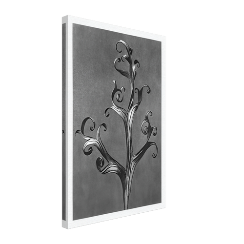 Art Forms in Nature 43 by Karl Blossfeldt, canvas