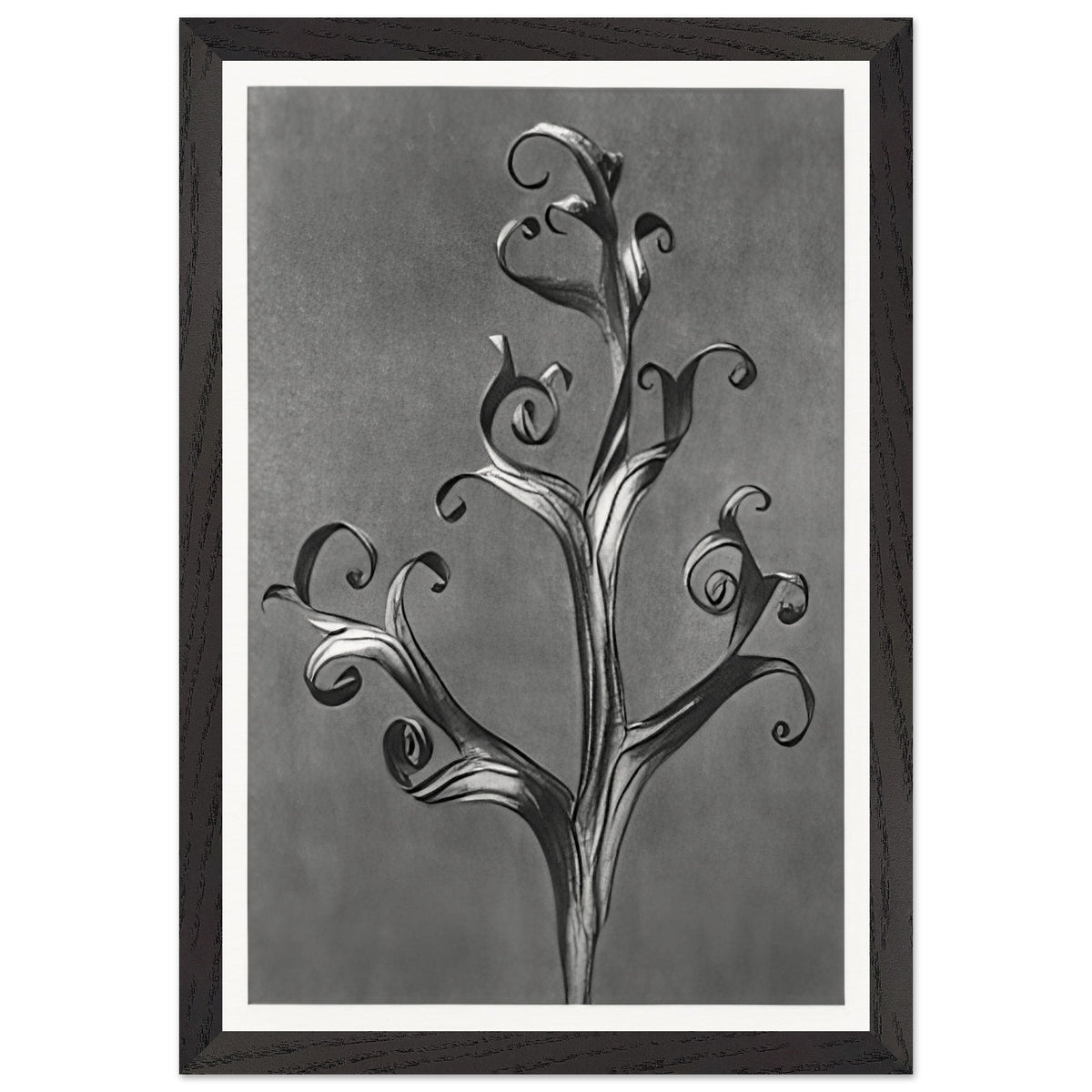 Art Forms in Nature 43 by Karl Blossfeldt, framed poster, view 2