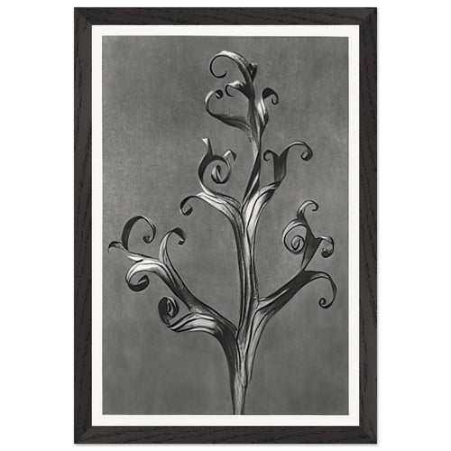 Art Forms in Nature 43 by Karl Blossfeldt, framed poster, view 2
