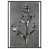 Art Forms in Nature 43 by Karl Blossfeldt, framed poster, view 3