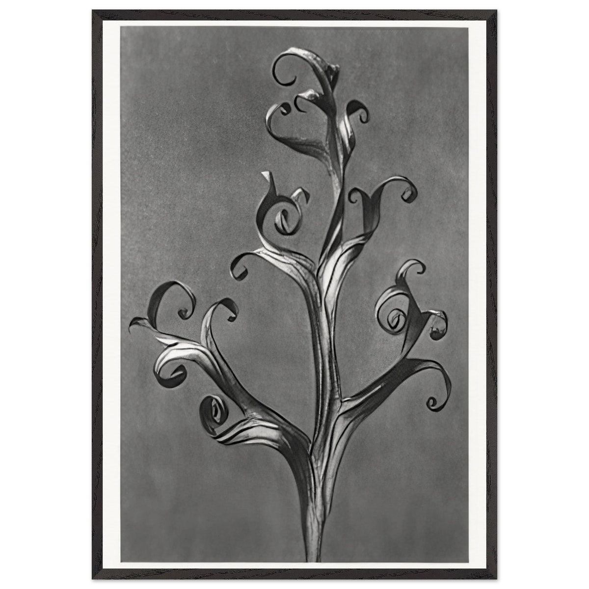 Art Forms in Nature 43 by Karl Blossfeldt, framed poster, view 3