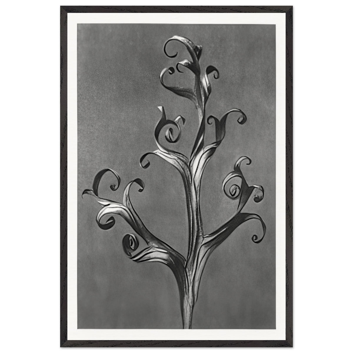 Art Forms in Nature 43 by Karl Blossfeldt, framed poster