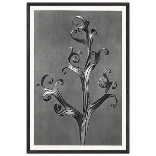 Art Forms in Nature 43 by Karl Blossfeldt, framed poster