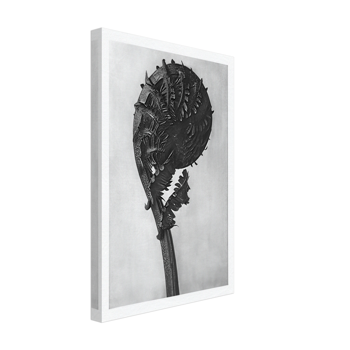 Art Forms in Nature 46 by Karl Blossfeldt, canvas, view 2