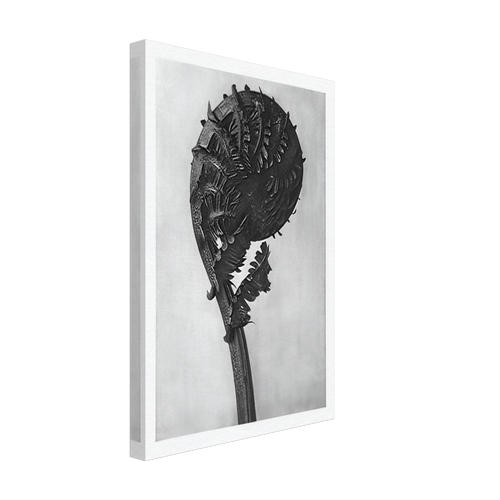 Art Forms in Nature 46 by Karl Blossfeldt, canvas, view 2
