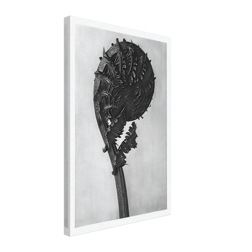 Art Forms in Nature 46 by Karl Blossfeldt, canvas