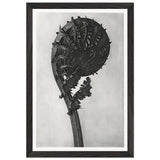 Art Forms in Nature 46 by Karl Blossfeldt, framed poster, view 2