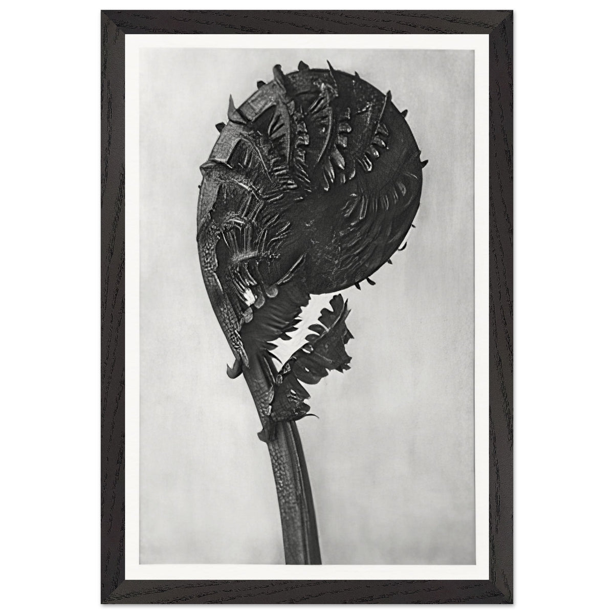 Art Forms in Nature 46 by Karl Blossfeldt, framed poster, view 2