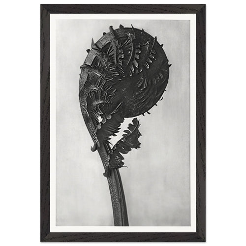 Art Forms in Nature 46 by Karl Blossfeldt, framed poster, view 2