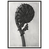 Art Forms in Nature 46 by Karl Blossfeldt, framed poster, view 3