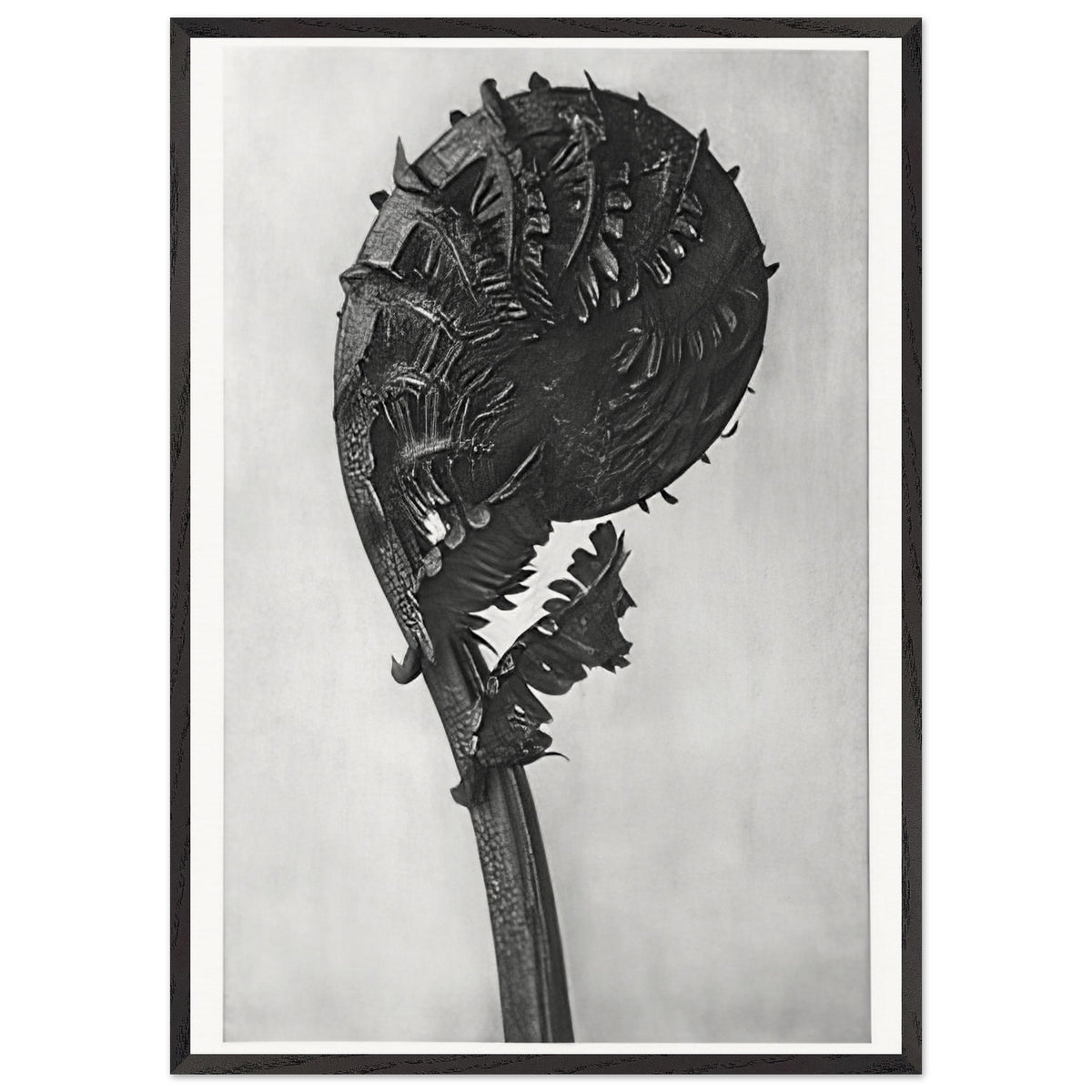 Art Forms in Nature 46 by Karl Blossfeldt, framed poster, view 3