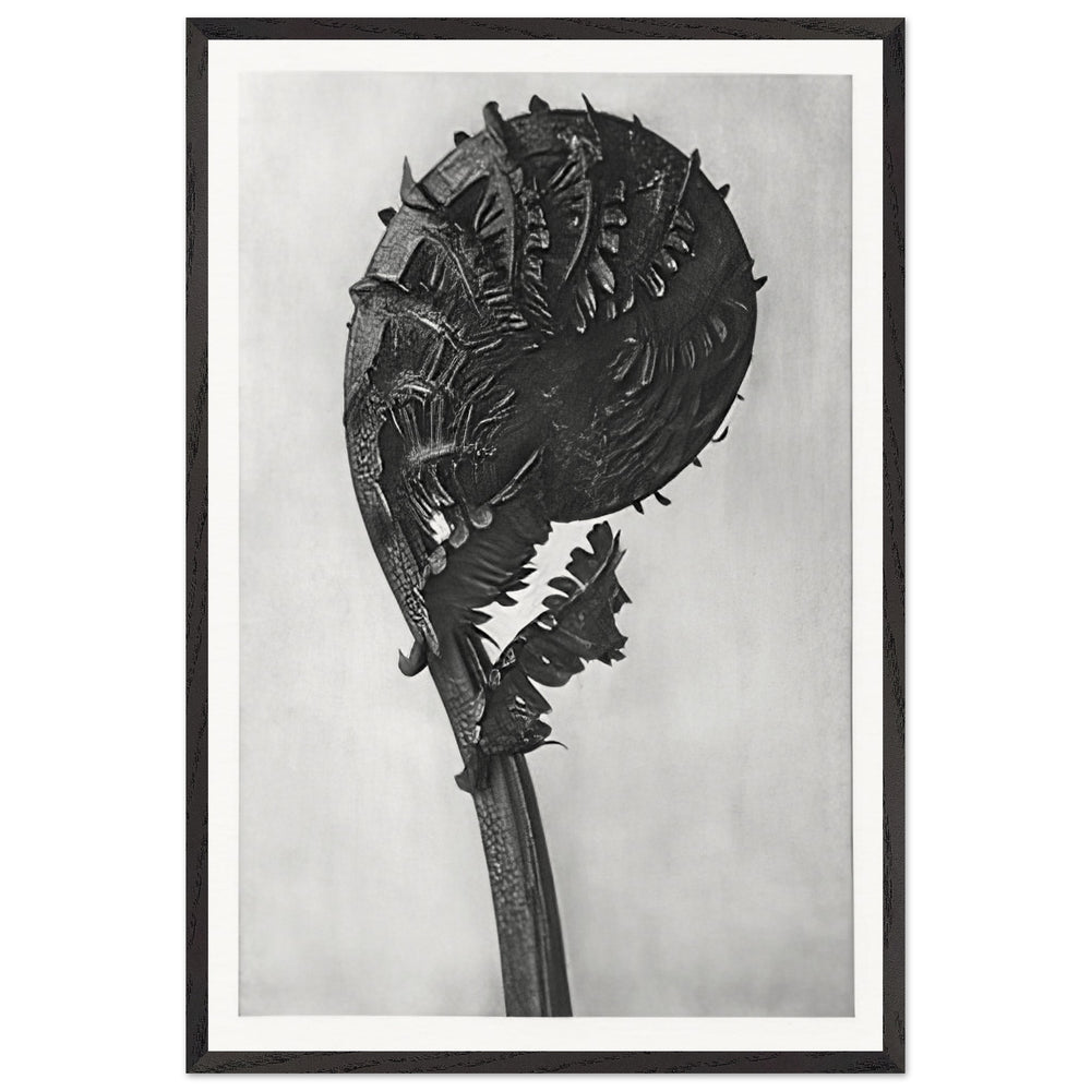Art Forms in Nature 46 by Karl Blossfeldt, framed poster