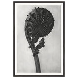 Art Forms in Nature 46 by Karl Blossfeldt, framed poster