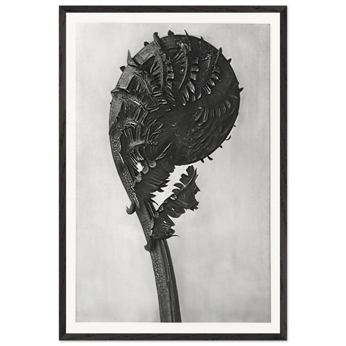 Art Forms in Nature 46 by Karl Blossfeldt, framed poster