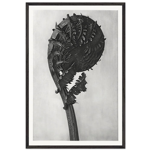 Art Forms in Nature 46 by Karl Blossfeldt, framed poster