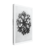 Art Forms in Nature 47 by Karl Blossfeldt, canvas, view 2