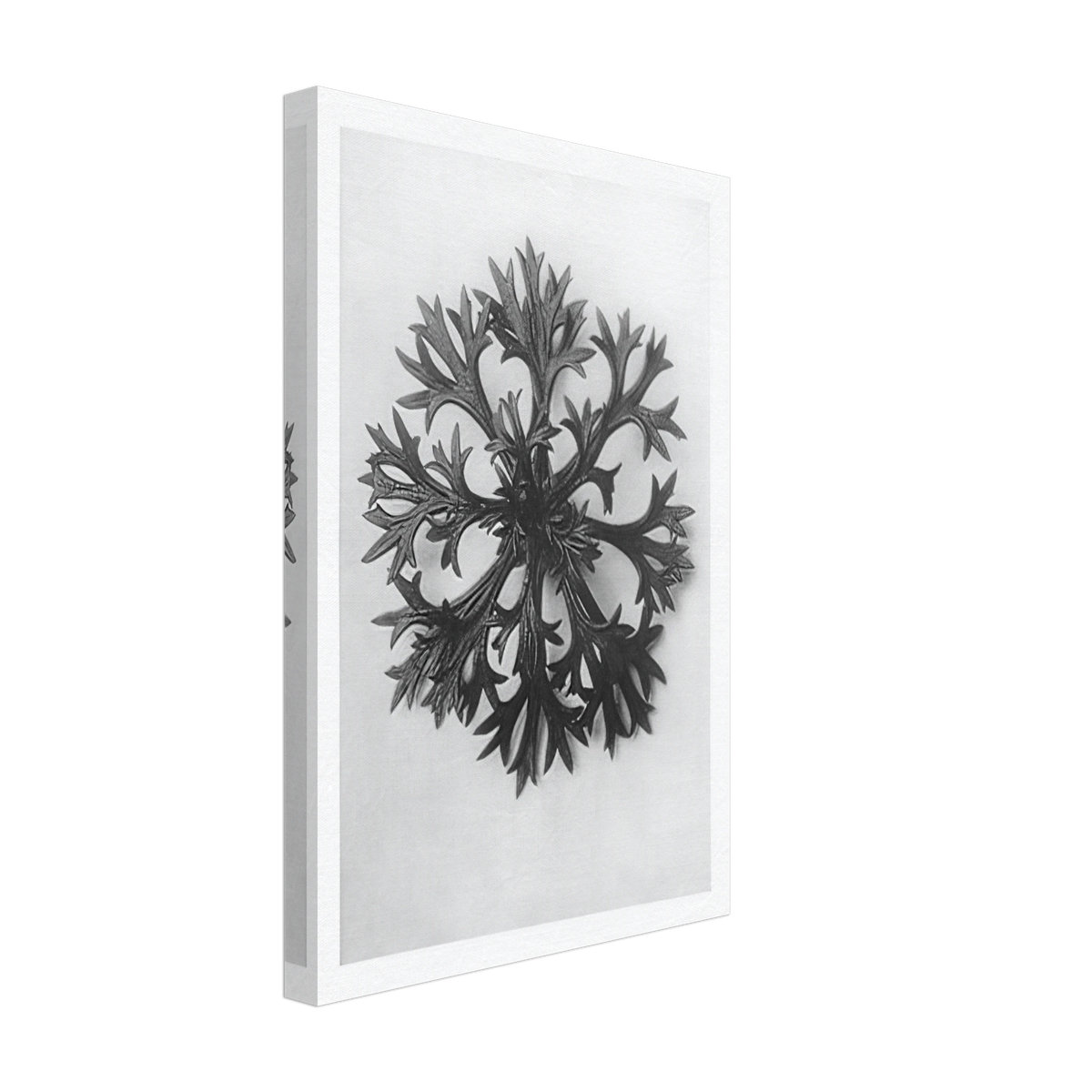Art Forms in Nature 47 by Karl Blossfeldt, canvas, view 2