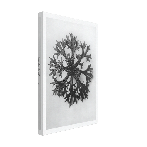 Art Forms in Nature 47 by Karl Blossfeldt, canvas, view 2