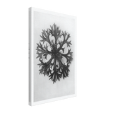 Art Forms in Nature 47 by Karl Blossfeldt, canvas