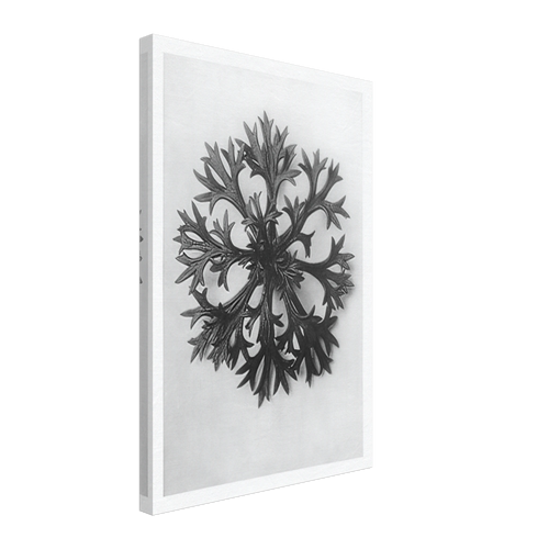 Art Forms in Nature 47 by Karl Blossfeldt, canvas