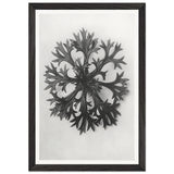 Art Forms in Nature 47 by Karl Blossfeldt, framed poster, view 2