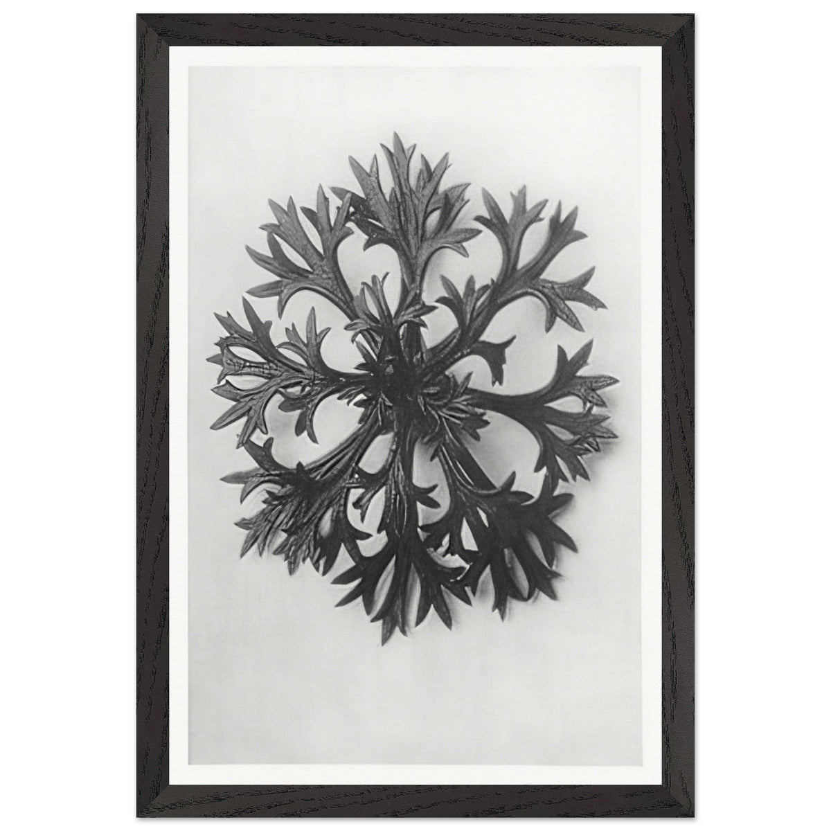 Art Forms in Nature 47 by Karl Blossfeldt, framed poster, view 2