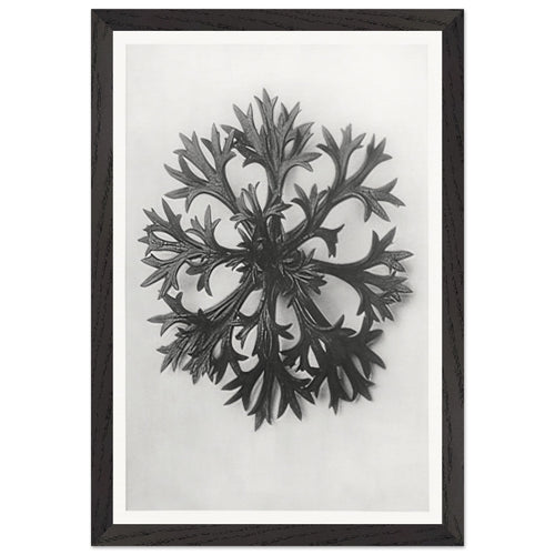 Art Forms in Nature 47 by Karl Blossfeldt, framed poster, view 2