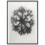 Art Forms in Nature 47 by Karl Blossfeldt, framed poster, view 3